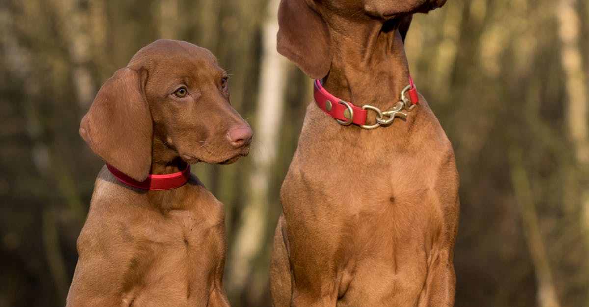 Canine Training
