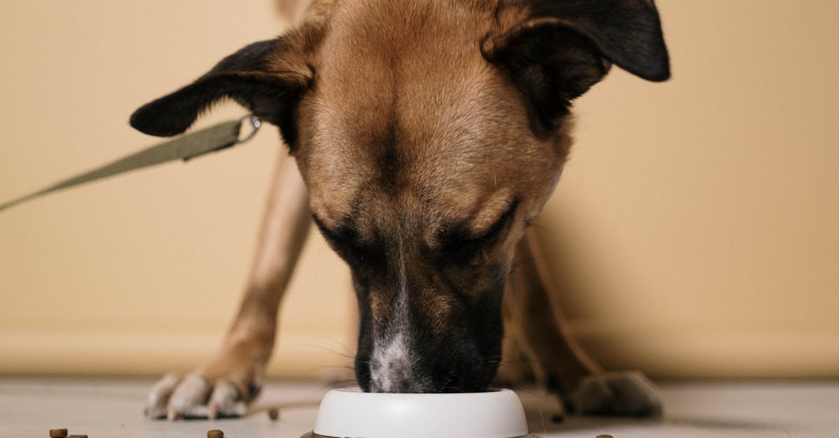 Training for Dogs